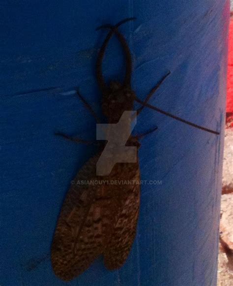 Image result for Alien River Bug