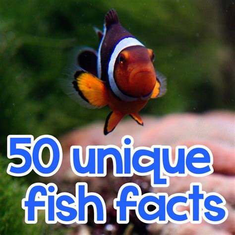 Image result for Fish Facts
