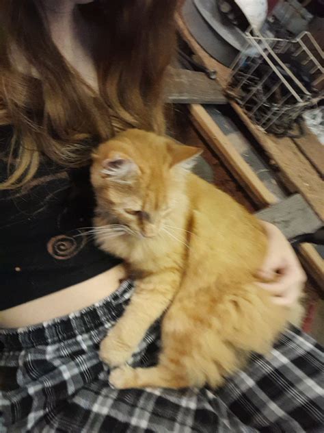 Stray vs Feral Cats: Understanding the Difference