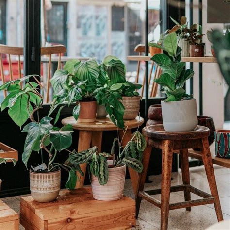 Feng Shui lucky and unlucky plants for 2025 | Lifestyle Asia India