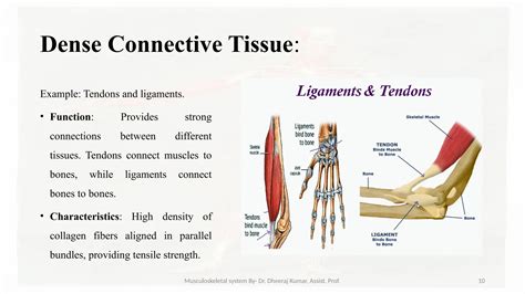 Image result for Musculoskeletal System Joints
