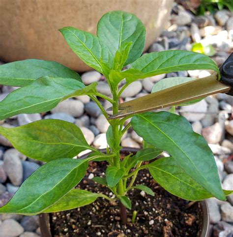 Pruning Bell Pepper Plants