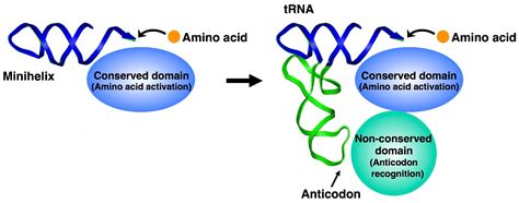 Origins and Early Evolution of the tRNA Molecule