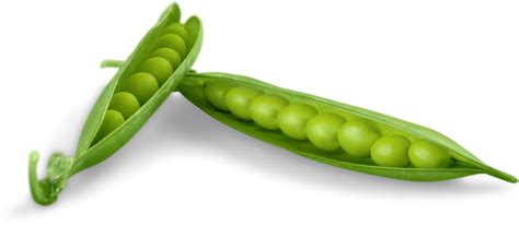 Wiggles Wet Food For Dogs