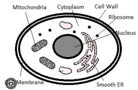 diagram of a protein cell - Brainly.in