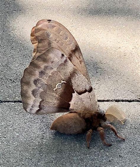 Image result for Large Moth