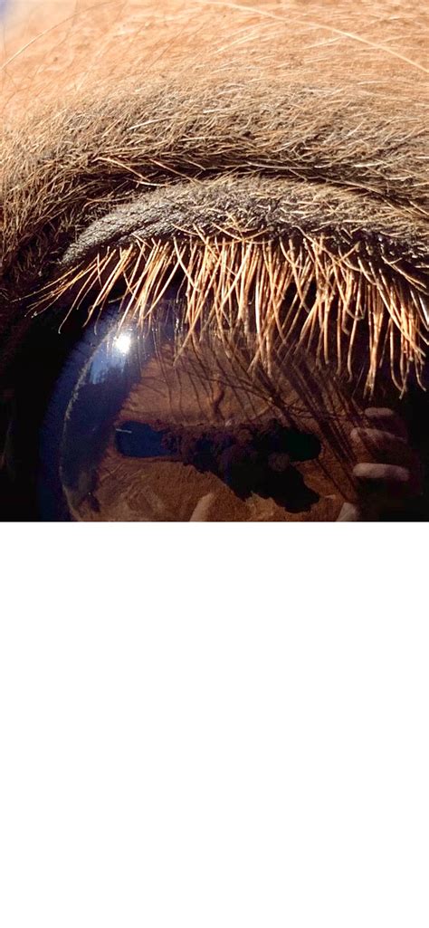 horses & riding: #horses - #Corpora nigra - a horse’s form of ...