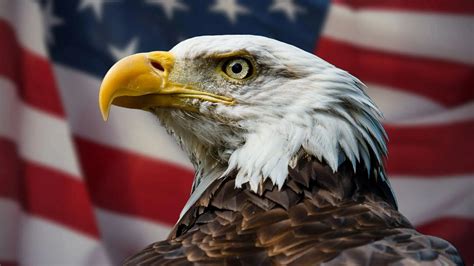 North American Bald Eagle