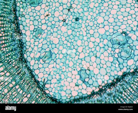 Image result for Function of Pith Class 11