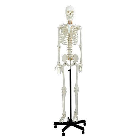 life_size_skeleton_meddeygo.jpg?v=1699362089