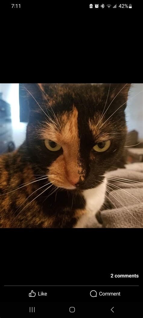 Tribute to my late girl. Designed by me. : r/torties