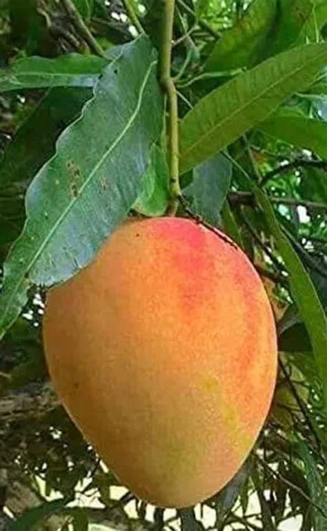 Ratnagiri Alphonso Healthy Mango Fruit Live Plant & Tree For Home ...