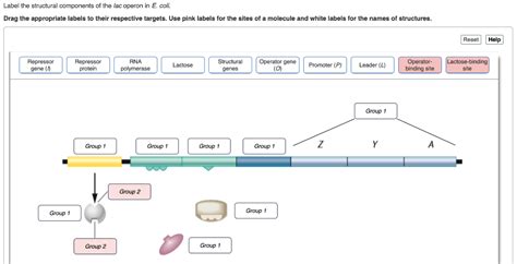 Image result for Lac Operon Components