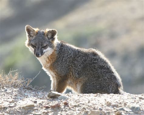 Channel Island Gray Fox