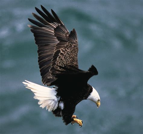 Datei:Bald eagle landing.jpg – Wikipedia