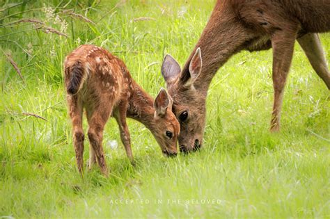 Accepted in the Beloved - Jeff Cummings Photography