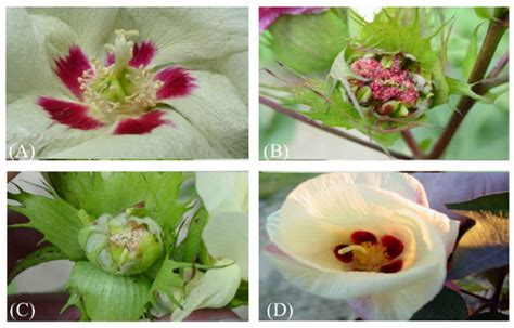 Inter-Specific Hybridization in Cotton (Gossypium hirsutum) for Crop ...