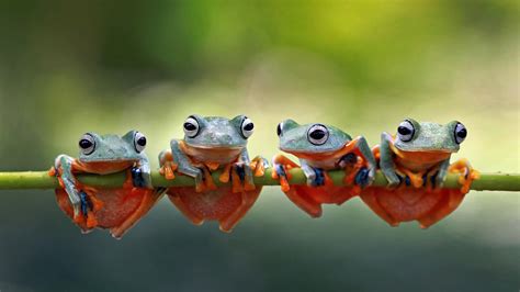 Bing Frog Wallpaper 的图像结果
