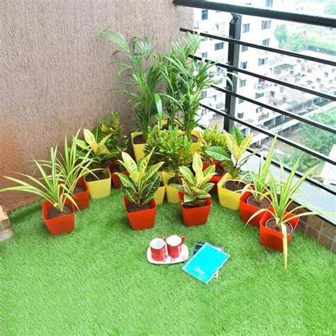Buy Attractive Foliage Plants for a Sunny Balcony Garden online from ...