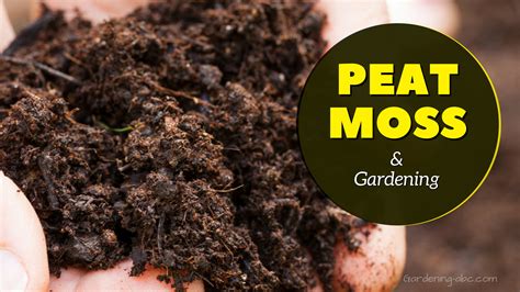 What Plants Are Good With Peat Moss at Landon Artis blog