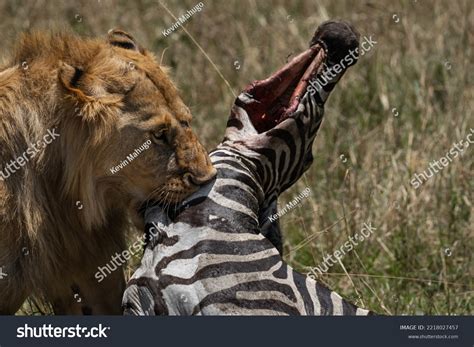 Male Lion Eating Zebra Stock Photo 2218027457 | Shutterstock