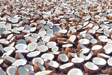 Cabinet approves Minimum Support Price for Copra for 2026 season ...