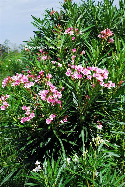Nerium Oleander