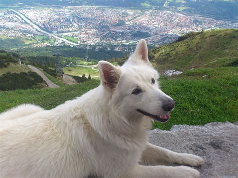 Canadian Shepherd Dog in Innsbruck, Austria