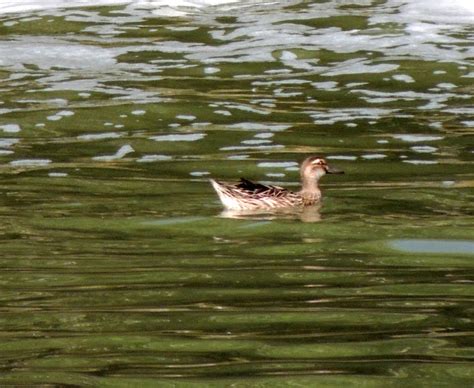 Birdwatching at Bhandup Pumping Station, Mumbai