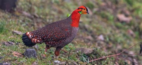 Nature travel, wildlife photography and conservation stories from India ...