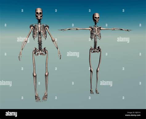 Identifying Male And Female Skeleton at Keira Jeanneret blog