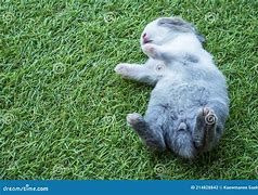 Image result for Cute Profile Pictures Cartoon Bunny Sleeping