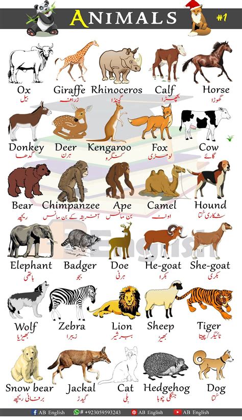 ANIMALS VOCABULARY #1 | learn Animals names in English with urdu