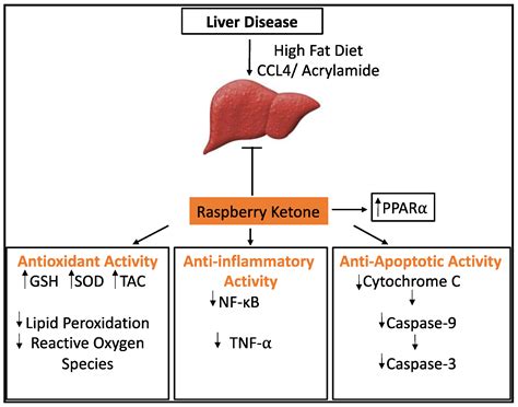 Pharmacological Exploration of Phenolic Compound: Raspberry Ketone ...