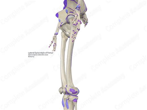 Lateral Epicondyle of Femur | Complete Anatomy