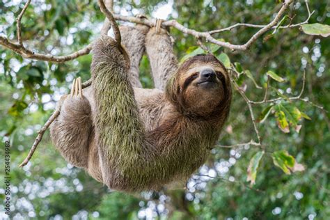Image result for Hanging Three Toed Sloth