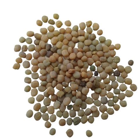 Guar Phali Desi Seeds | Vegetable Seeds