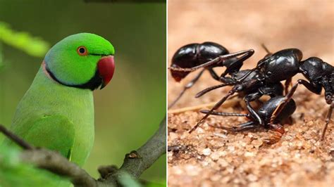 Lucky Animal- Insects: বাড়িতে এই ৫ প্রাণী- পতঙ্গের আগমনে দারিদ্র্য দূর ...