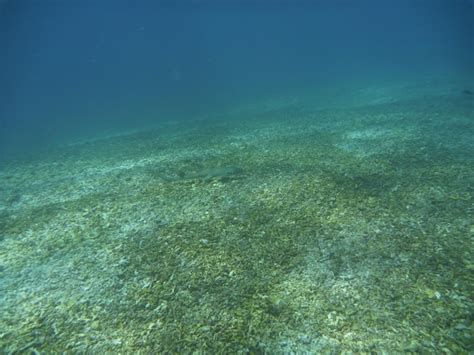 Fish swimming in sea | Premium Photo