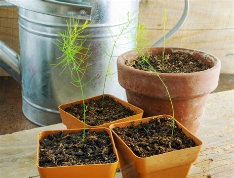 How to Grow Asparagus From Seed - Backyard Boss