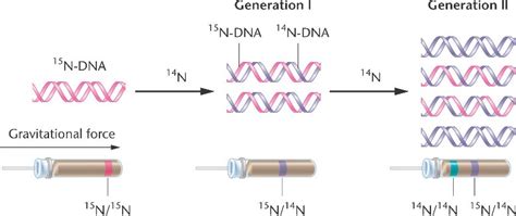 Meselson Stahl deneyi nedir?