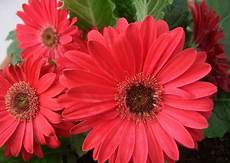 significato dei fiori gerbera fiori per san valentino la gerbera pollicegreen significato dei fiori gerbera fiori per san valentino la gerbera pollicegreen