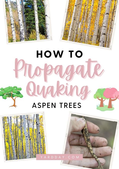 Best Time To Transplant Aspen Trees at Lucinda Hensley blog