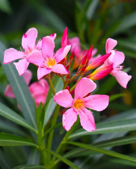 Oleander Plant, Oleander Flower Plant, कनेर का पौधा (Kaner), Winter ...