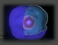 Describe the functions of nucleus. - Brainly.in