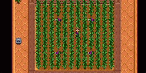 Stardew Valley: How to Get Ancient Seeds