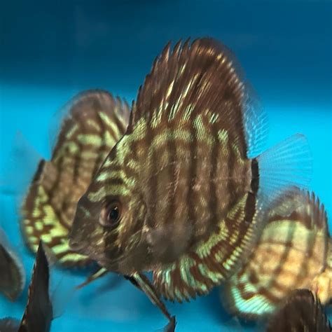 Image result for Turquoise Discus Fish