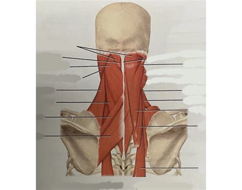 Muscles of Posterior Neck (KNES 259) Quiz