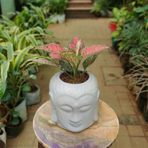 Aglaonema Katrina in Buddha Pot | Paudha Ghar