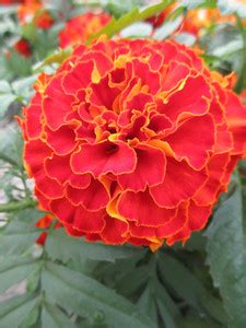 STOREFLIX LAAL GENDA Seed Price in India - Buy STOREFLIX LAAL GENDA ...